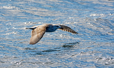 Kelp Gull In Flight