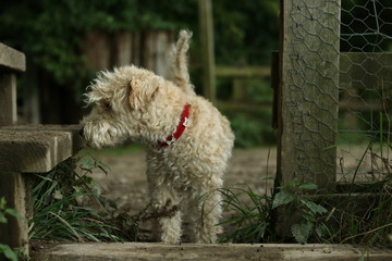 A lakeland terrier passing through a country gate 