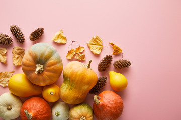 ripe whole colorful pumpkins and autumnal decor on pink background with copy space