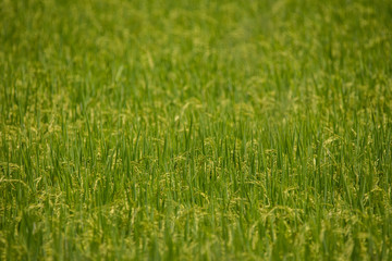 Obraz premium Natural green rice field with golden ear of paddy