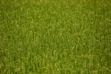 Natural green rice field with golden ear of paddy