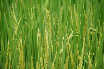 Fototapeta na wymiar yellow rice seeds are growing