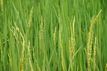 Obraz na płótnie Canvas yellow rice seeds are growing