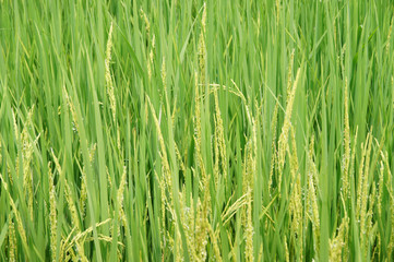 Fototapeta na wymiar yellow rice seeds are growing