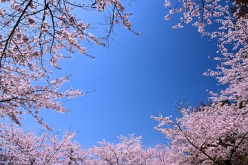 臥竜公園の桜