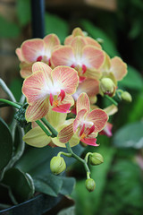 Fototapeta na wymiar Close up orchid flowers in tropical garden.