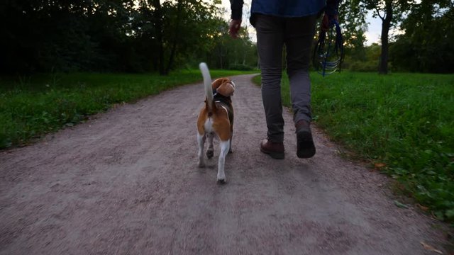 Playful dog walk with owner man, jump to catch toy, empty path at green park, dusk evening time. Moving camera follow behind. Guy go out with pet at late hour of summer day