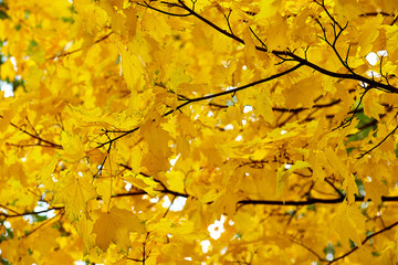 Fototapeta na wymiar the yellow maple leaves against the sky