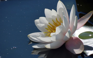 white and pink water lily in pond