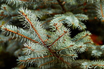 Naklejka na ściany i meble branches of blue spruce closeup
