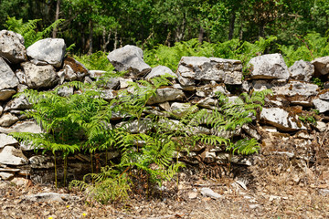 Fototapeta premium Farn an einer Steinmauer