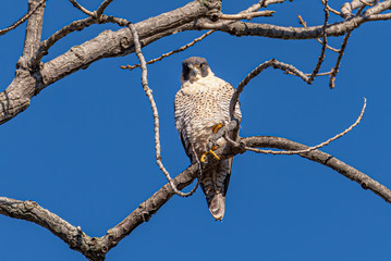 A curious Peregrine Falcon with watchful eyes.