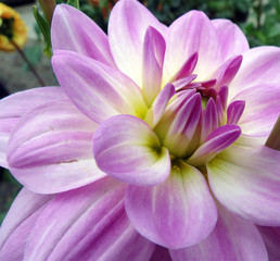 pink flowers in my garden