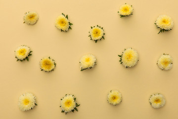 top view of yellow asters on beige background with copy space