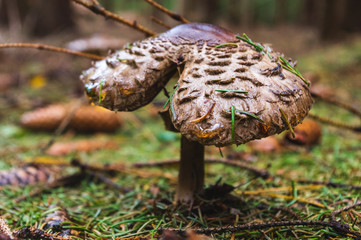 mushroom in the forest