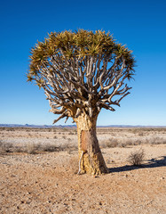 Quiver Tree