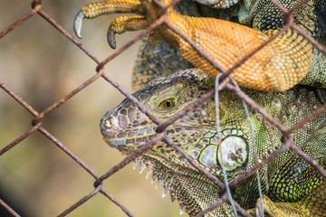 Closeup of green Iguana in the cage, Iguana have strong jaws with razor-sharp teeth and sharp tails. One of the most popular reptile pets in the United States.
