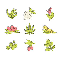 Superfoods line vector icons. Berries, powder, vegetables or fruits and seeds. Organic superfoods for health and diet. Detox and weightloss supplements.