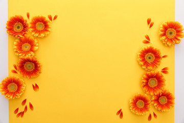top view of orange gerbera flowers with petals on yellow background