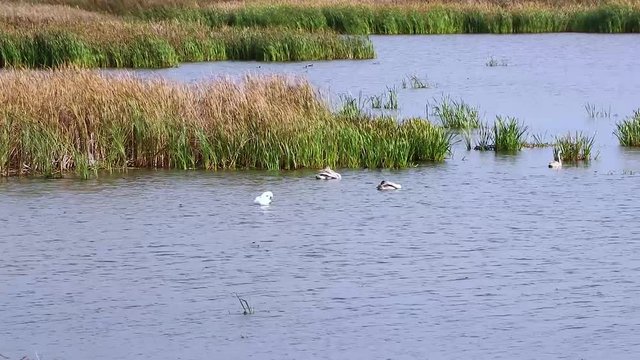 Wild Swans. In the natural environment. The nature of the Belarusian Polesie. Soon to fly south. Chicks are overgrown. Before the road you need to have a good meal.