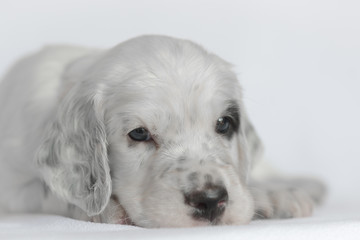 Puppy of the English setter. On a white background.