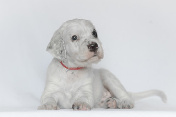 Puppy of the English setter. On a white background.