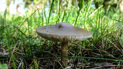 Grzyb © Tomasz