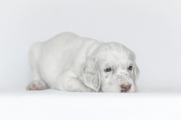 Puppy of the English setter. On a white background.