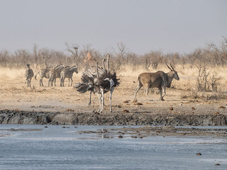 Naklejka premium Ostriches Fighting
