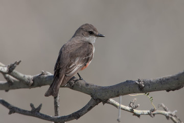 Vermillion Flycatcher adult female taken in SE Arizona