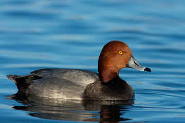 Redhead duck taken in SE Arizona