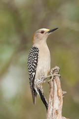 Golden-fronted Woodpecker adult female taken in southern TX