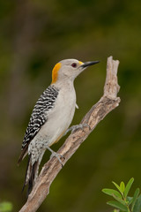 Golden-fronted Woodpecker adult female taken in southern TX