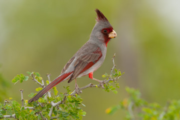 Pyrrhuloxia male taken in SE Arizona
