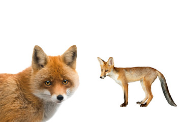 portrait fox and young fox isolated on a white background