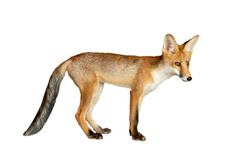young fox on a white background