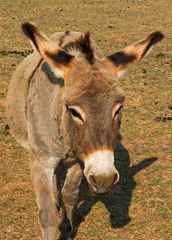 Donkey African animal close up in steppe