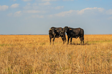 Obraz premium African bulls couple standing on the grass steppe in autumn.