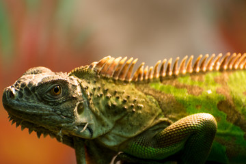 green iguana in a terrarium