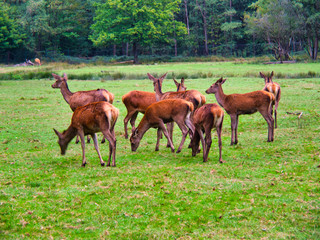 Rehe