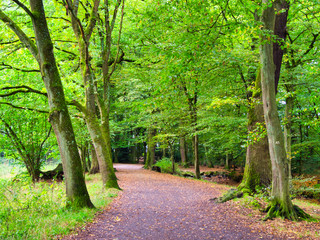 Fototapeta premium Herbstlandschaft