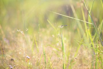 Dragonfly on grass plant nature outdoor under warm sunlight