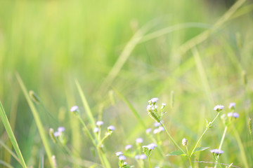 poaceae delicate flower glass background 