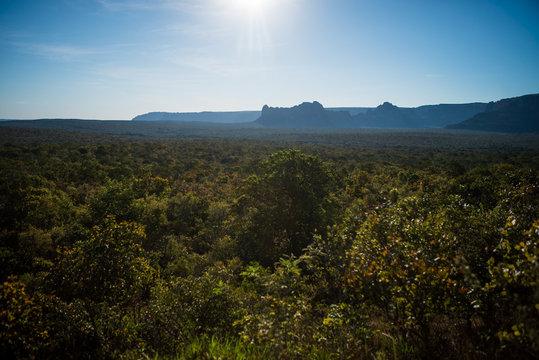 The Cerrado Biome Is A Brazilian Savanna That Is Threatened By Deforestation. Mato Grosso - Brazil