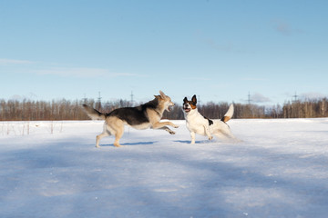 Fototapeta na wymiar Two nice dog fighting in winter field on snow