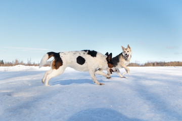 Two nice dog fighting in winter field on snow