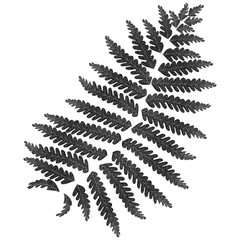 Flat black leaf - vein. Logo element. Leaf design. Vector illustration.  EPS 10