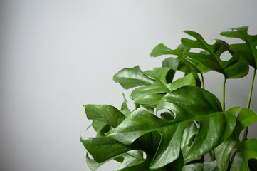 Mini Monstera minima, Philodendron Ginny, Piccolo (Rhaphidophora tetrasperma). Exotic house plant on white background close-up © Agata