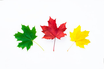 Red, green and yellow maple leaves on a white background. Autumn concept. Flat lay.