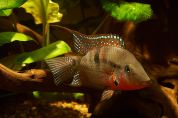 Firemouth cichlid (Thorichthys meeki) macro